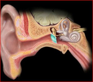 Model of the ear